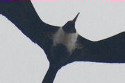 Lesser Frigatebird (Fregata ariel)